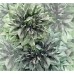 Φωτοταπετσαρία Digital wallpaper "Emerald Flowers" 300x280 Komar INK COLLECTION